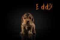 Eddy4web